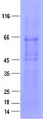 SDS-PAGE (FMR1-058H).jpg
